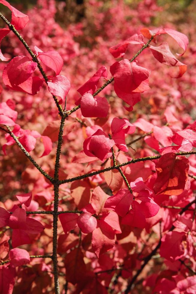 um arbusto com folhas vermelhas brilhantes no outono. foto