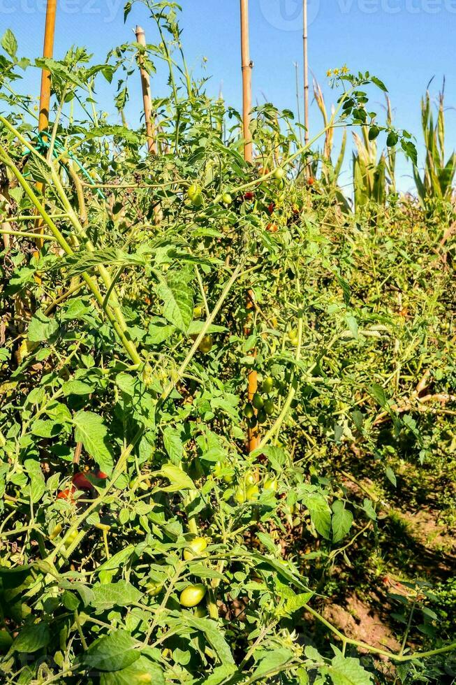 tomate plantas crescendo dentro uma campo com verde folhas foto