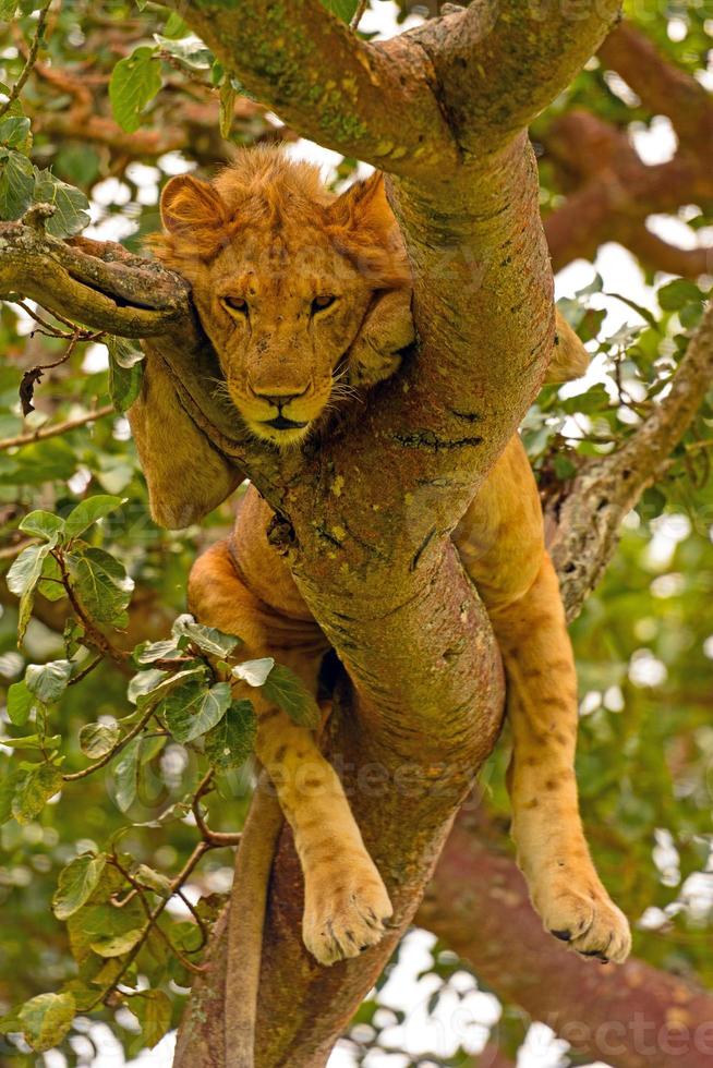 jovem leão descansando em uma árvore foto
