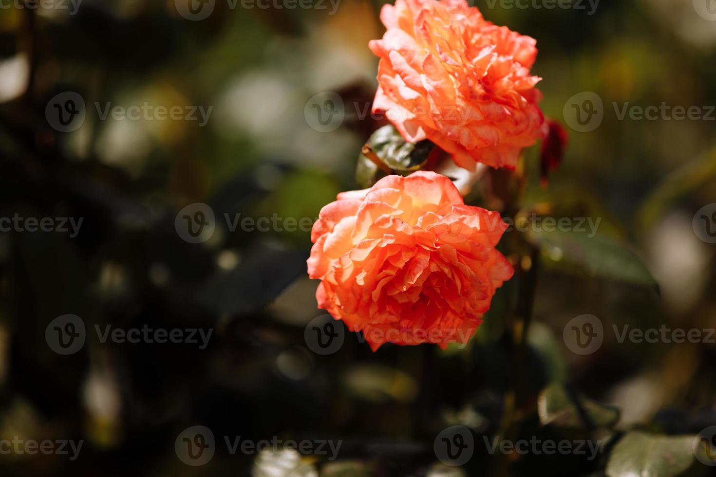 uma incrível rosa delicada de pêssego de perto no jardim. tiro macro de uma bela rosa multi colorida close-up. conceito perfeito de cartão postal. foco seletivo foto