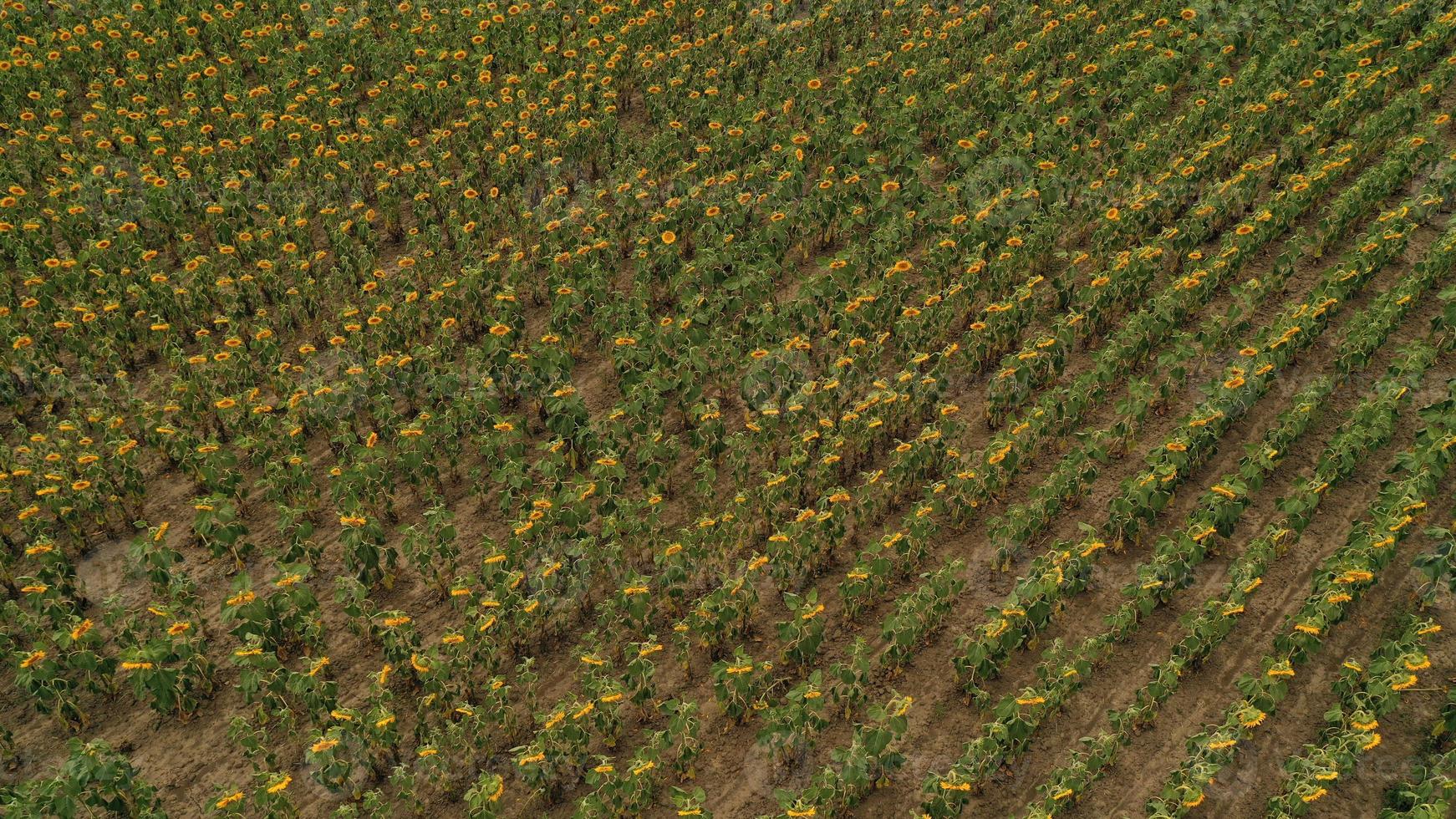 vista aérea de um grande campo de girassóis que floresce com uma bela cor dourada. foto