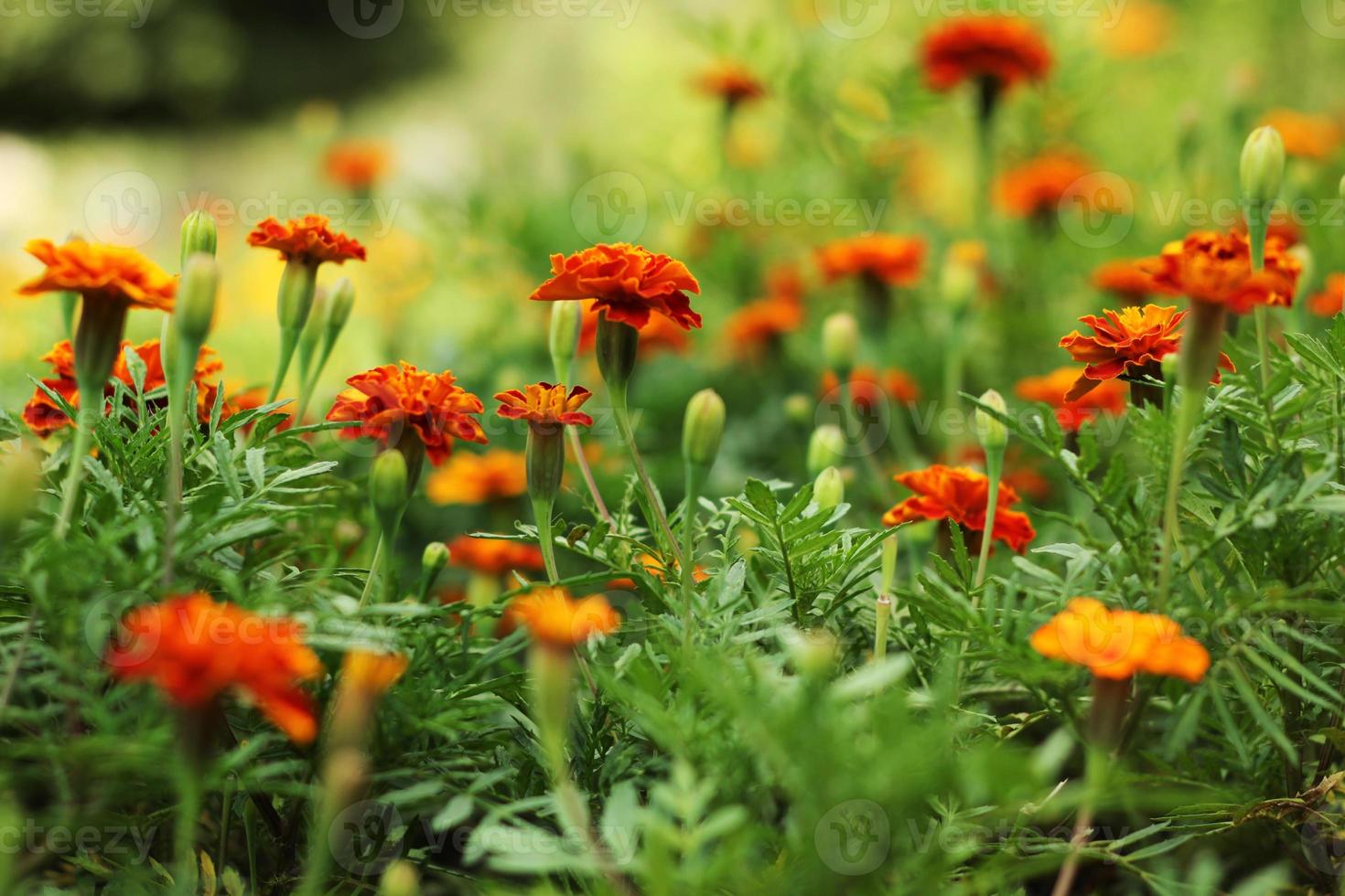 close-up da bela flor de calêndula no jardim. macro de calêndula em dia ensolarado de canteiro de flores. fundo de magrigold ou cartão de tagetes. foto