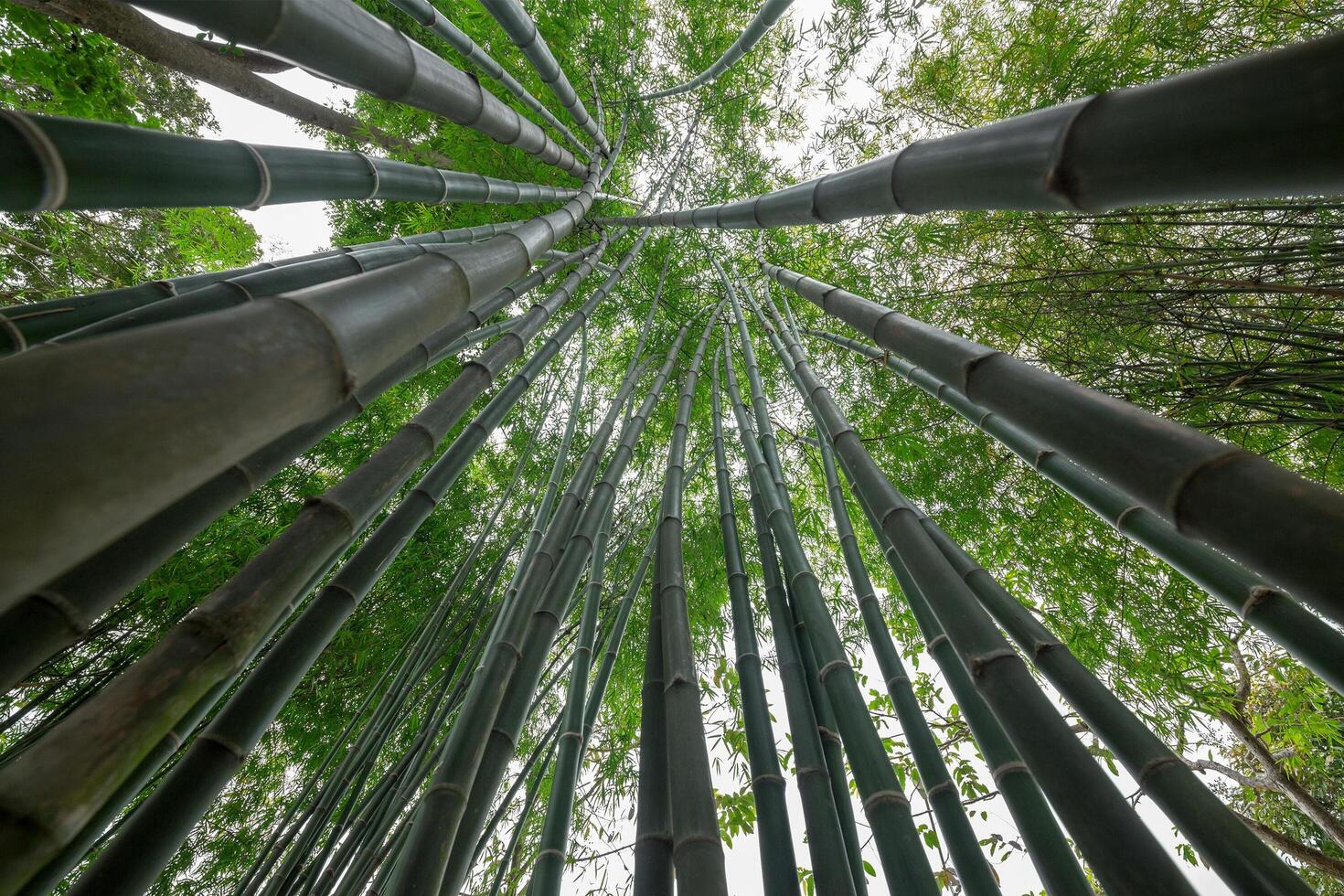 bambu verde na floresta foto
