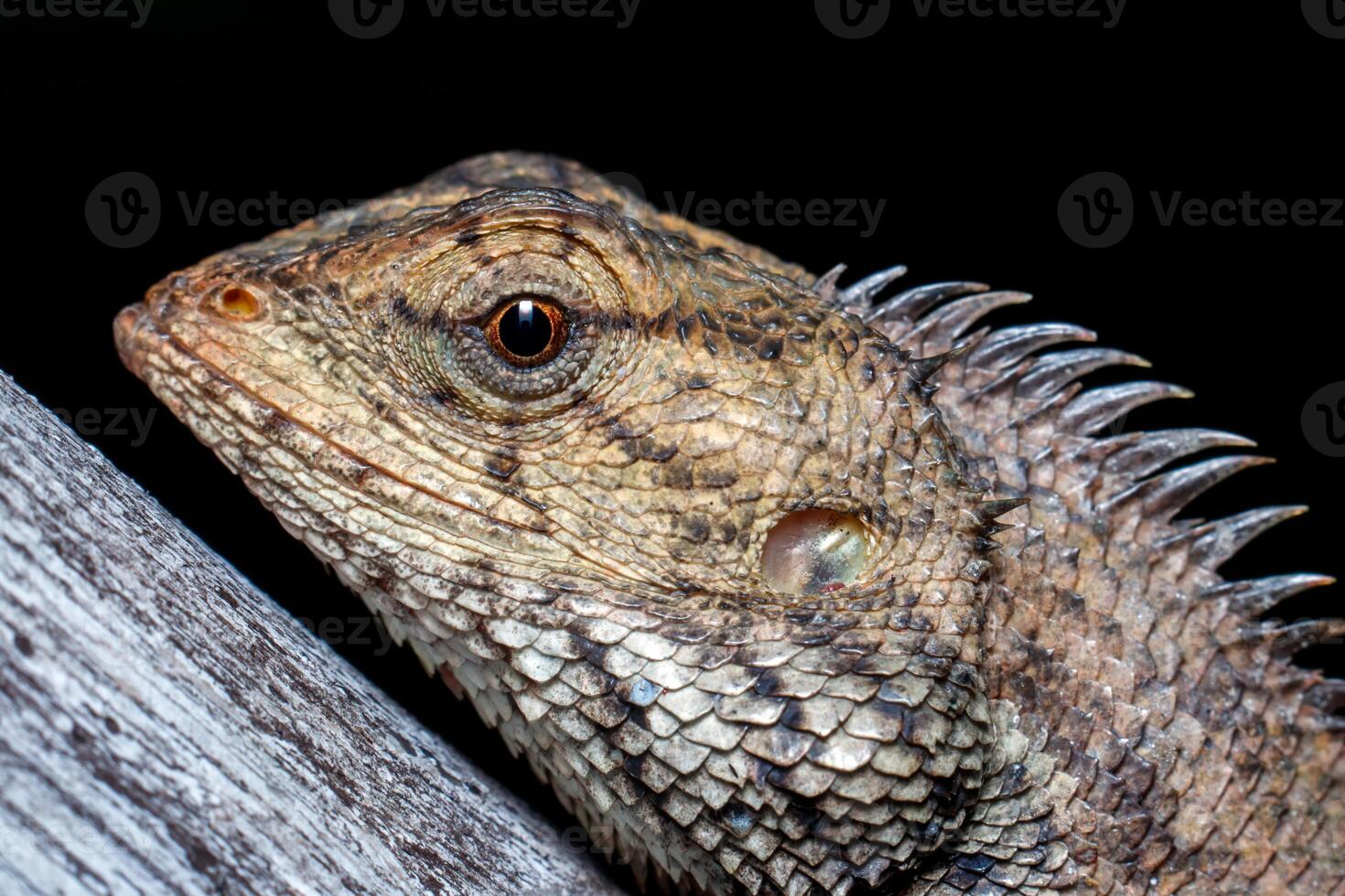 lagarto de jardim oriental focado na cabeça foto