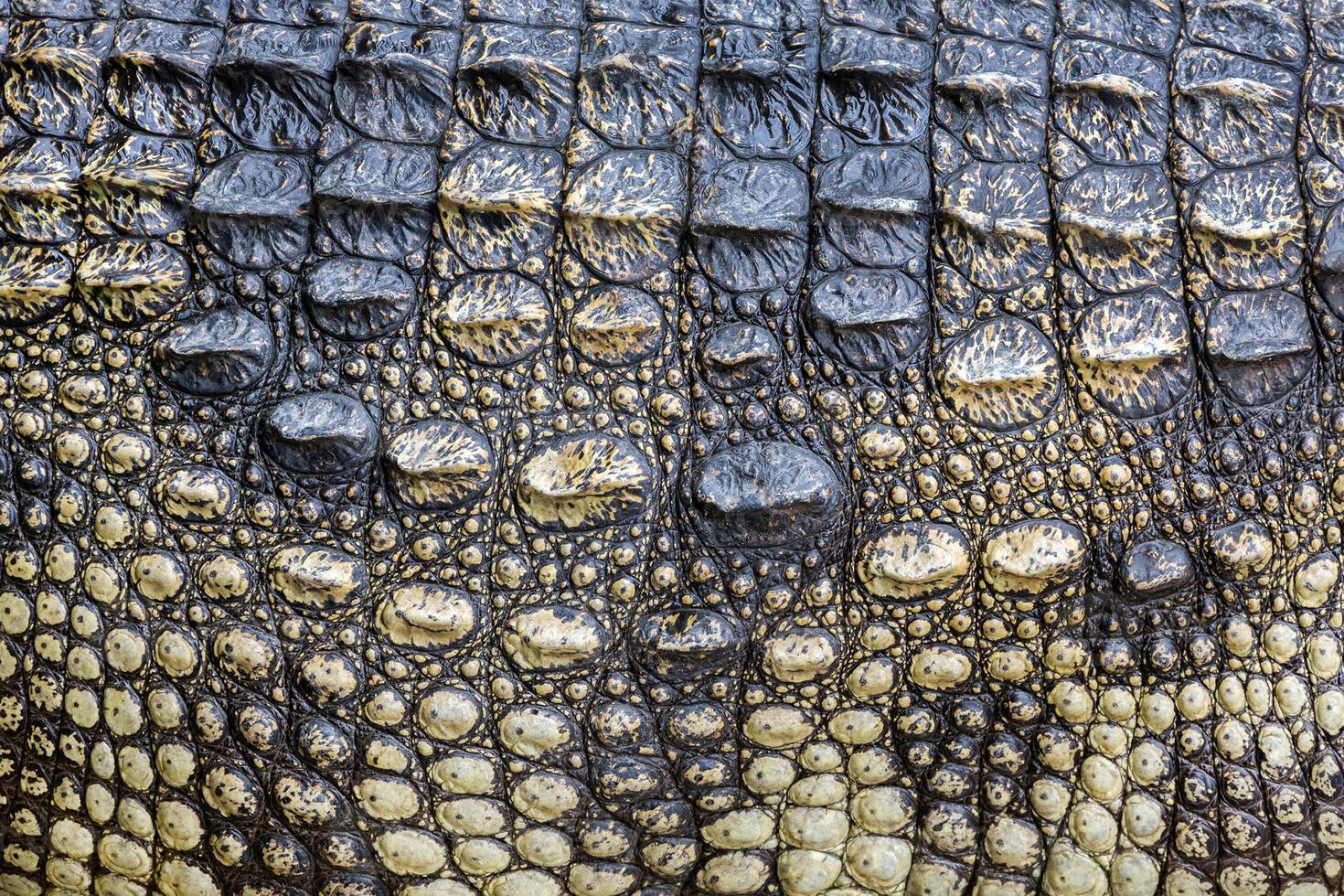 padrões coloridos e pele do crocodilo. foto