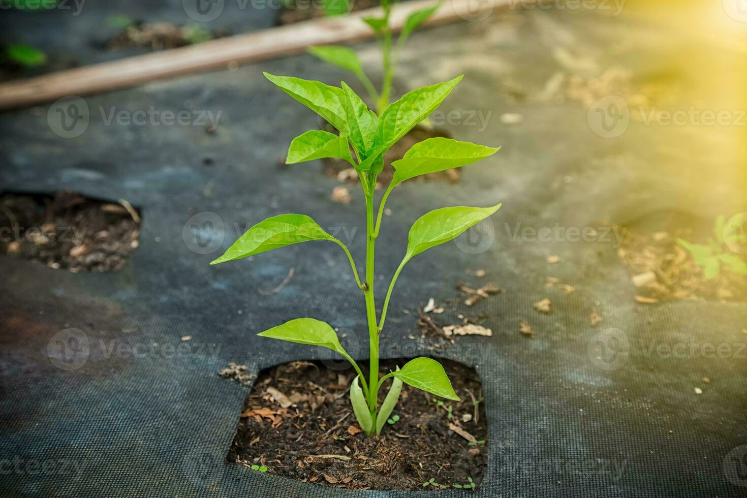Pimenta plantar dentro a jardim dentro a cedo manhã. foto