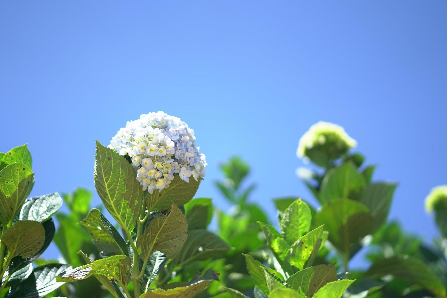 hortênsia azul florescendo no céu azul foto