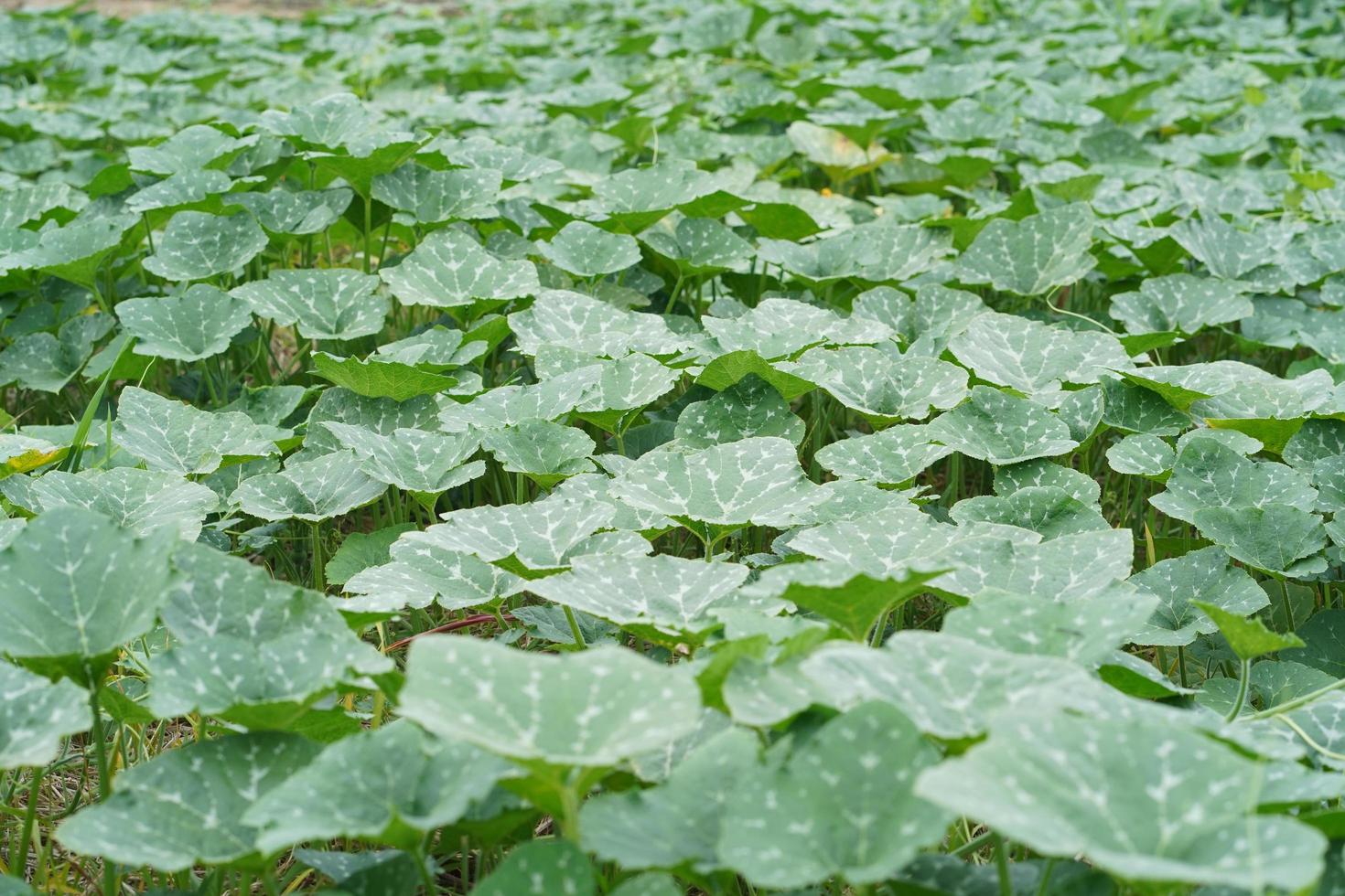 plantas de abóbora crescendo no campo foto