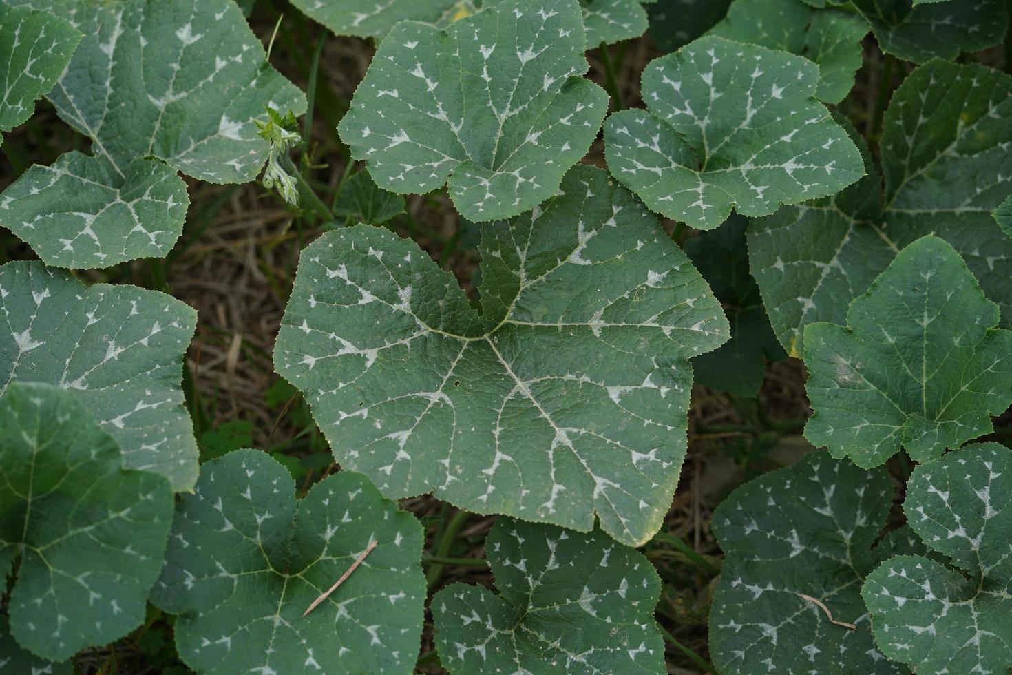 plantas de abóbora crescendo no campo foto