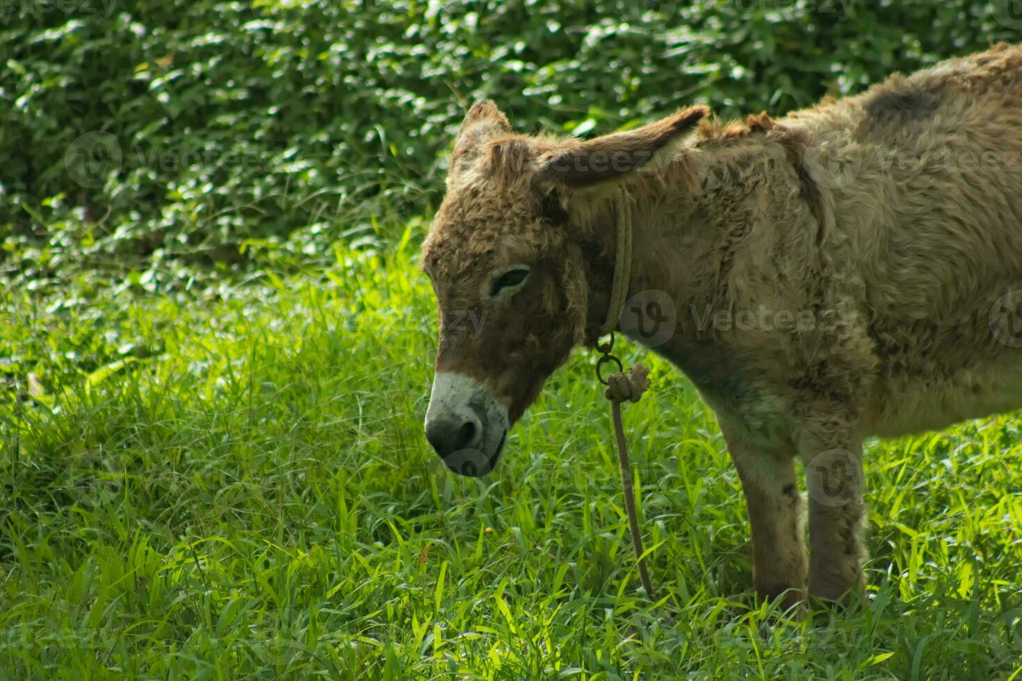 Castanho asno animal em pé dentro verde Relva foto