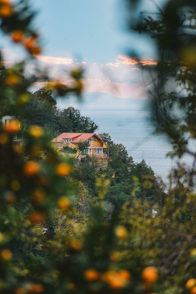 tangerina colheita dentro a jardim para fundo foto