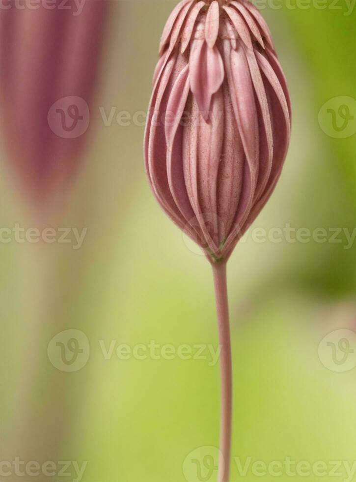 ai gerado vermelho rosa em uma verde fundo foto