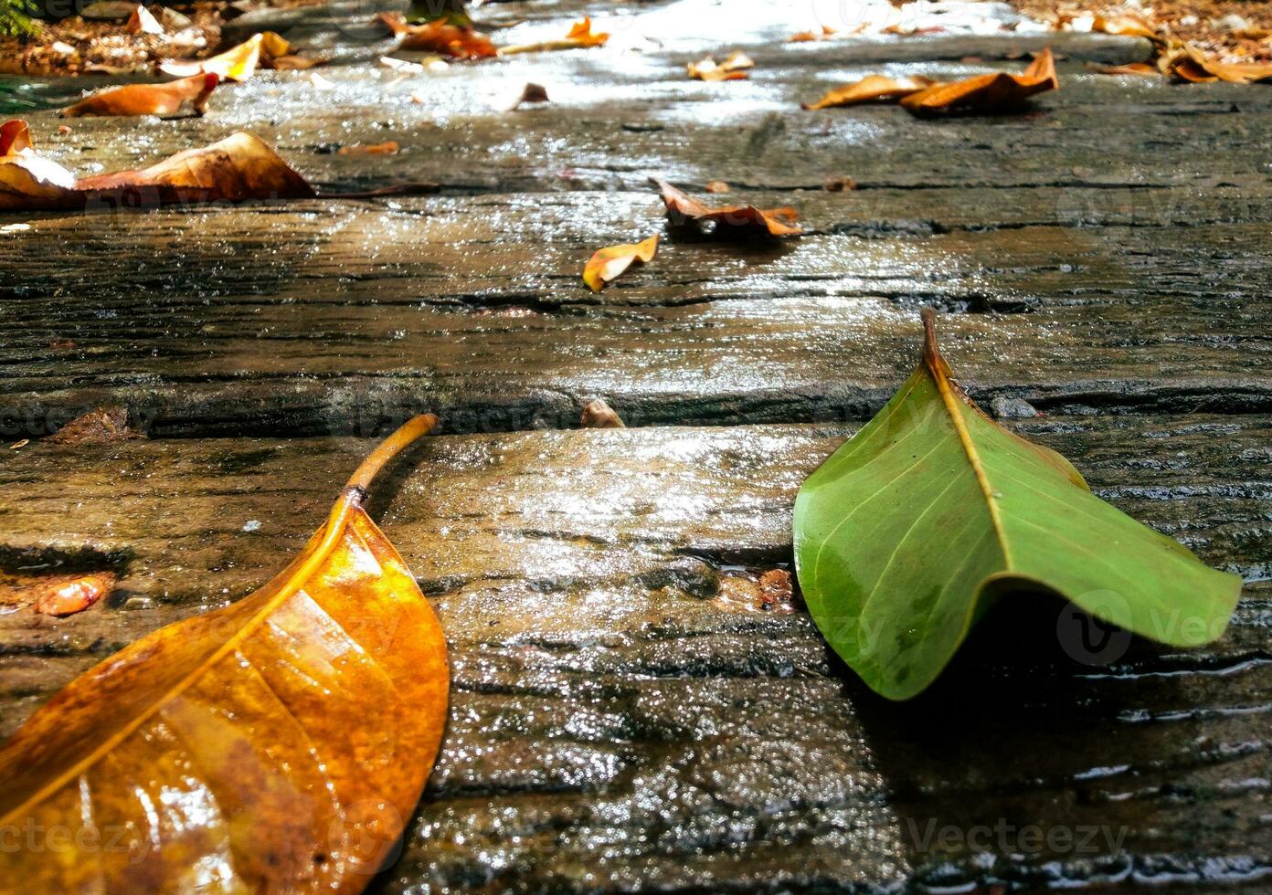 Castanho e verde folhas em a molhado de madeira passarela para concepção outono produtos capas, bandeira modelos foto