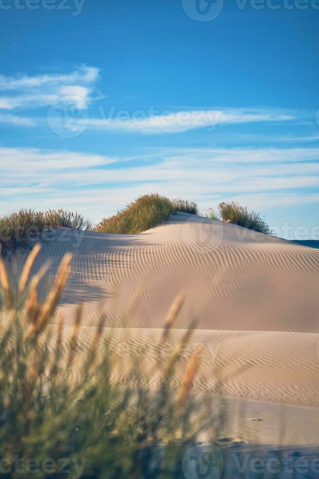 intocado dunas às a dinamarquês costa foto