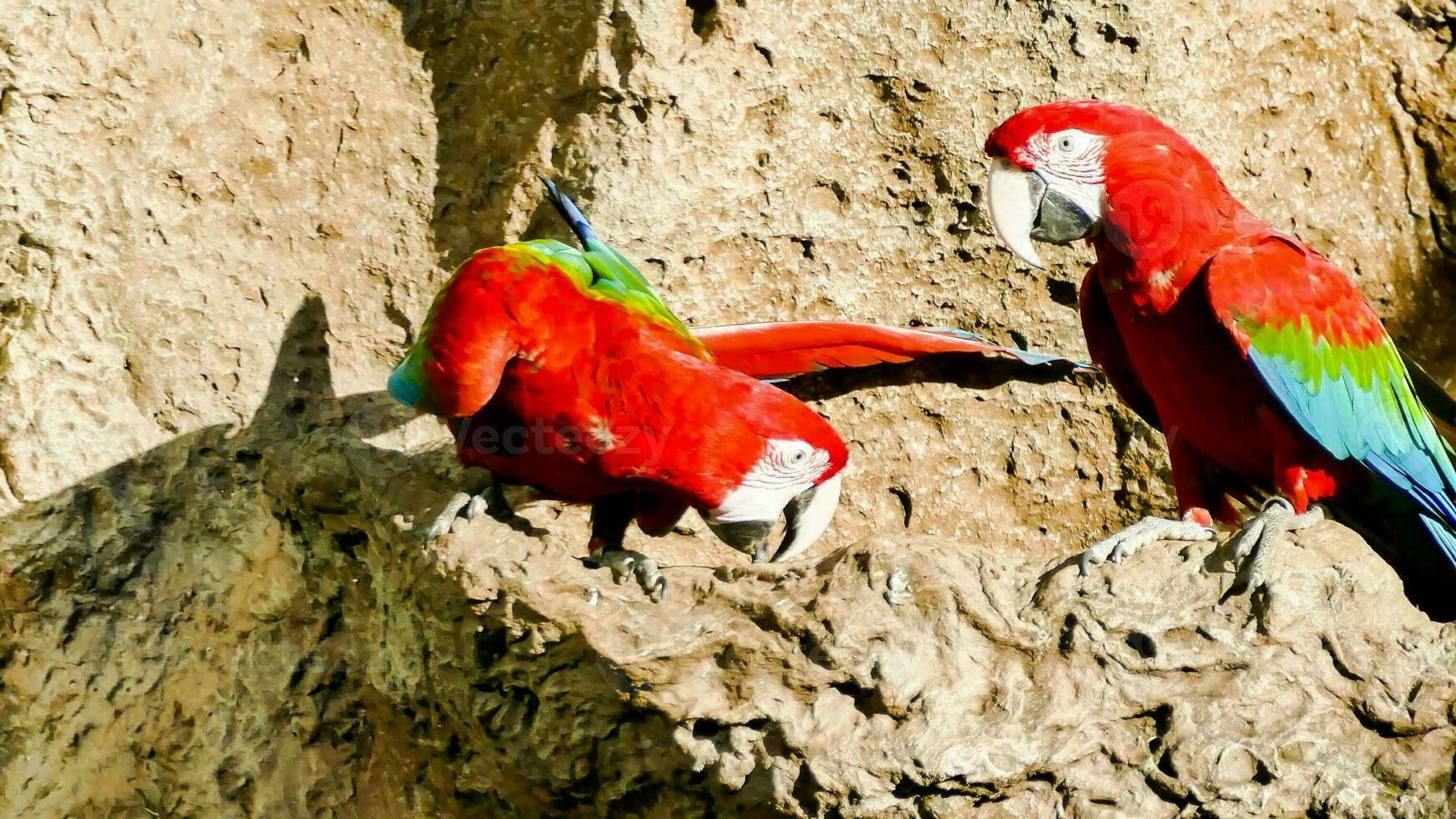 dois vermelho e verde papagaios sentado em uma Rocha foto