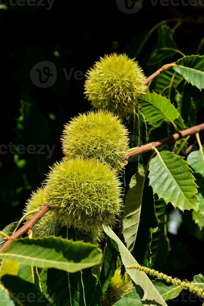 uma grupo do verde castanhas em uma árvore ramo foto