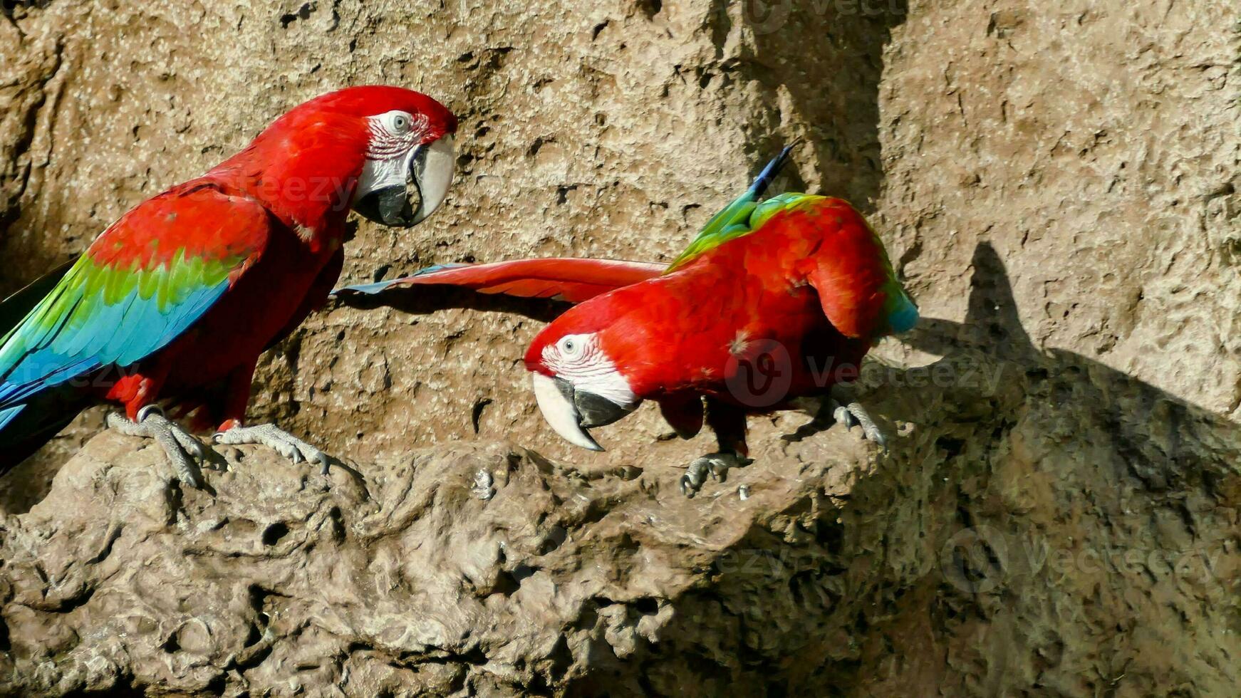 dois vermelho e verde papagaios sentado em uma Rocha foto