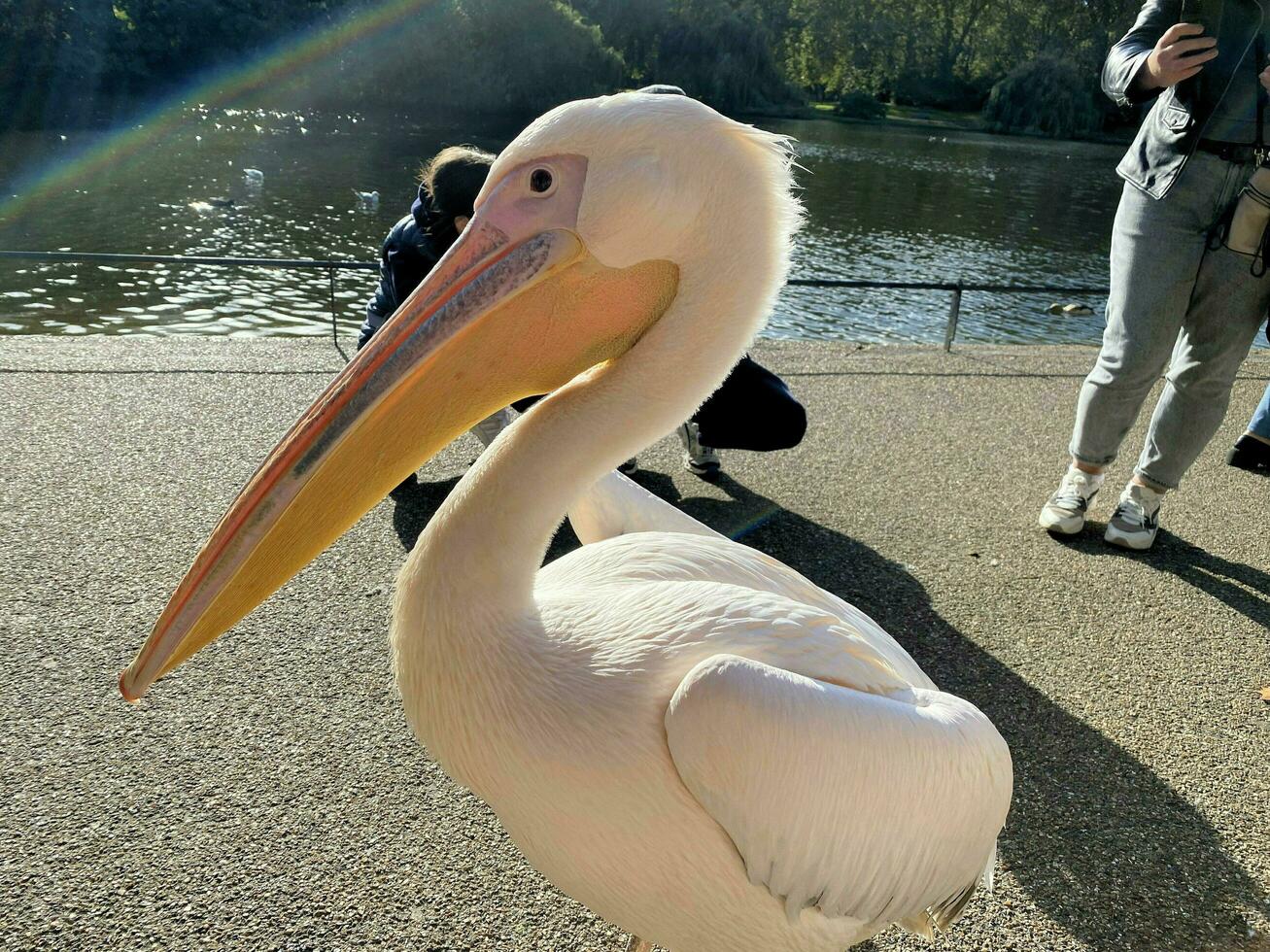 um close-up de um pelicano em londres foto