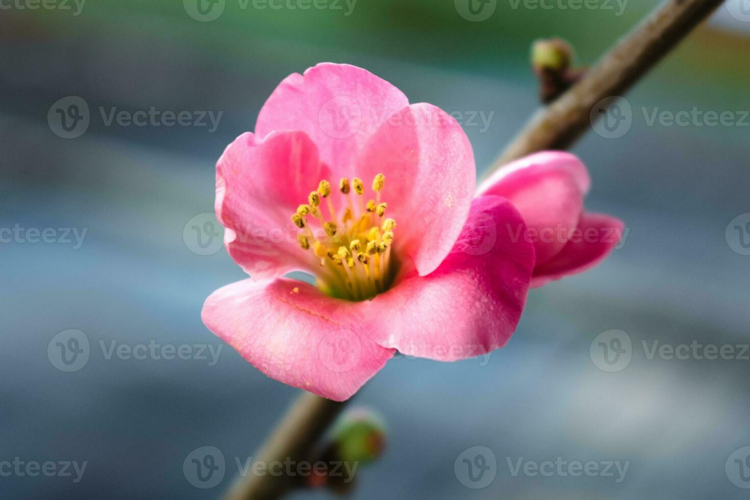 Rosa japonês marmelo Flor e filial, chaenomeles japonesa, malus floribunda foto