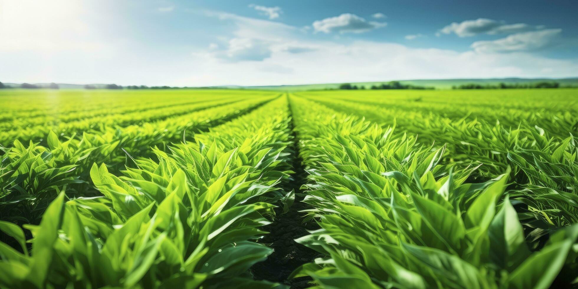 ai gerado campo do vibrante verde biocombustível plantações. ai gerado. foto