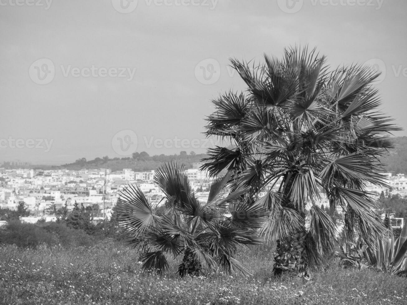 a cidade de tunis na tunísia foto