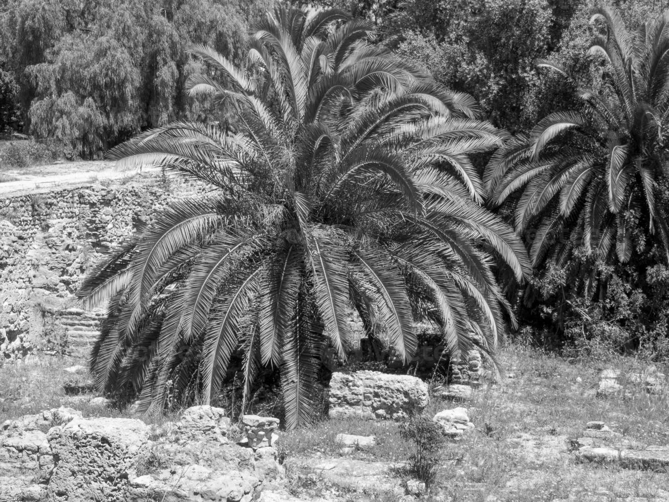 a cidade de tunis na tunísia foto