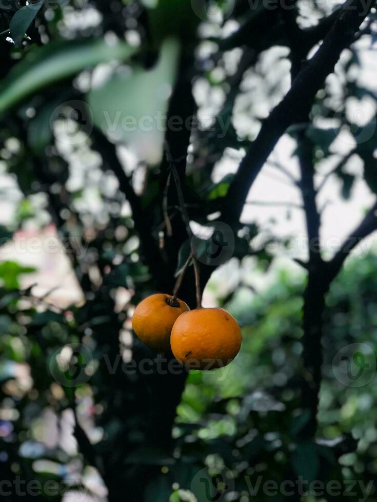 laranjeira no jardim foto