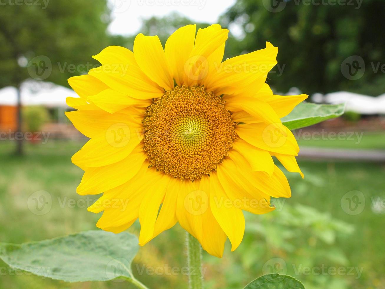 planta de girassol, também conhecida como helianthus annuus foto