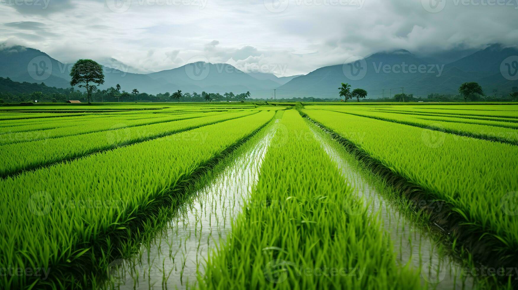 ai gerado verde arroz Campos dentro a chuvoso estação lindo natural cenário foto