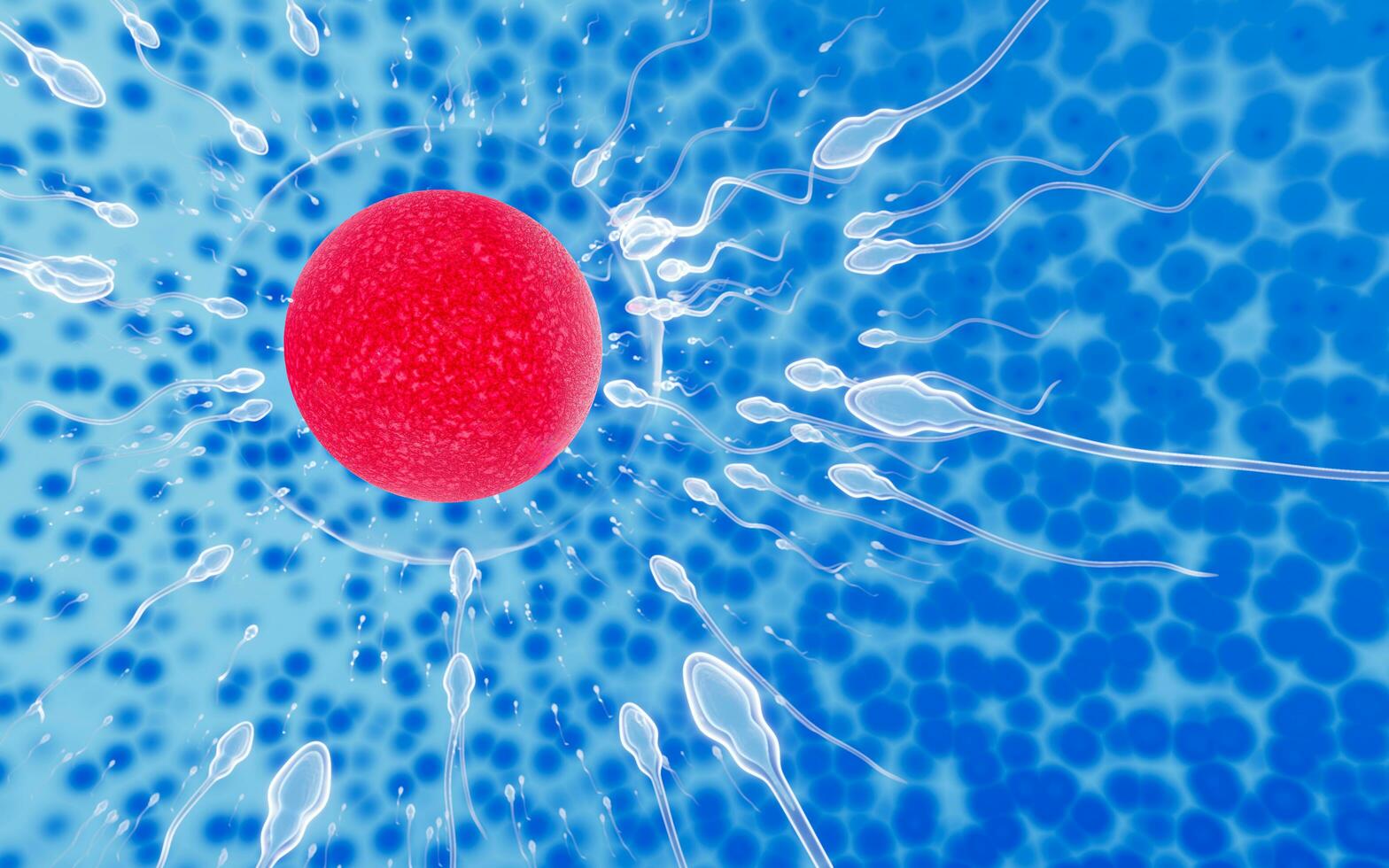 a fertilidade do esperma do esperma dos homens é direcionada para a bolha do ovo após o sexo. fazer o acasalamento humano. um modelo de pré-fertilização entre um óvulo e um espermatozóide. renderização em 3D foto