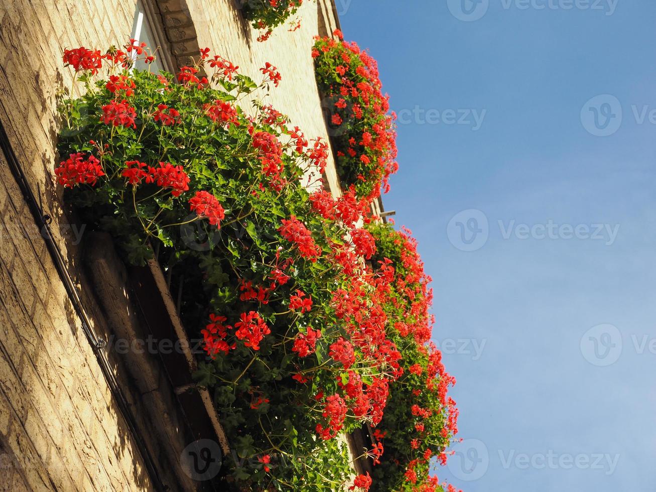 flor de gerânio vermelho sobre céu azul foto