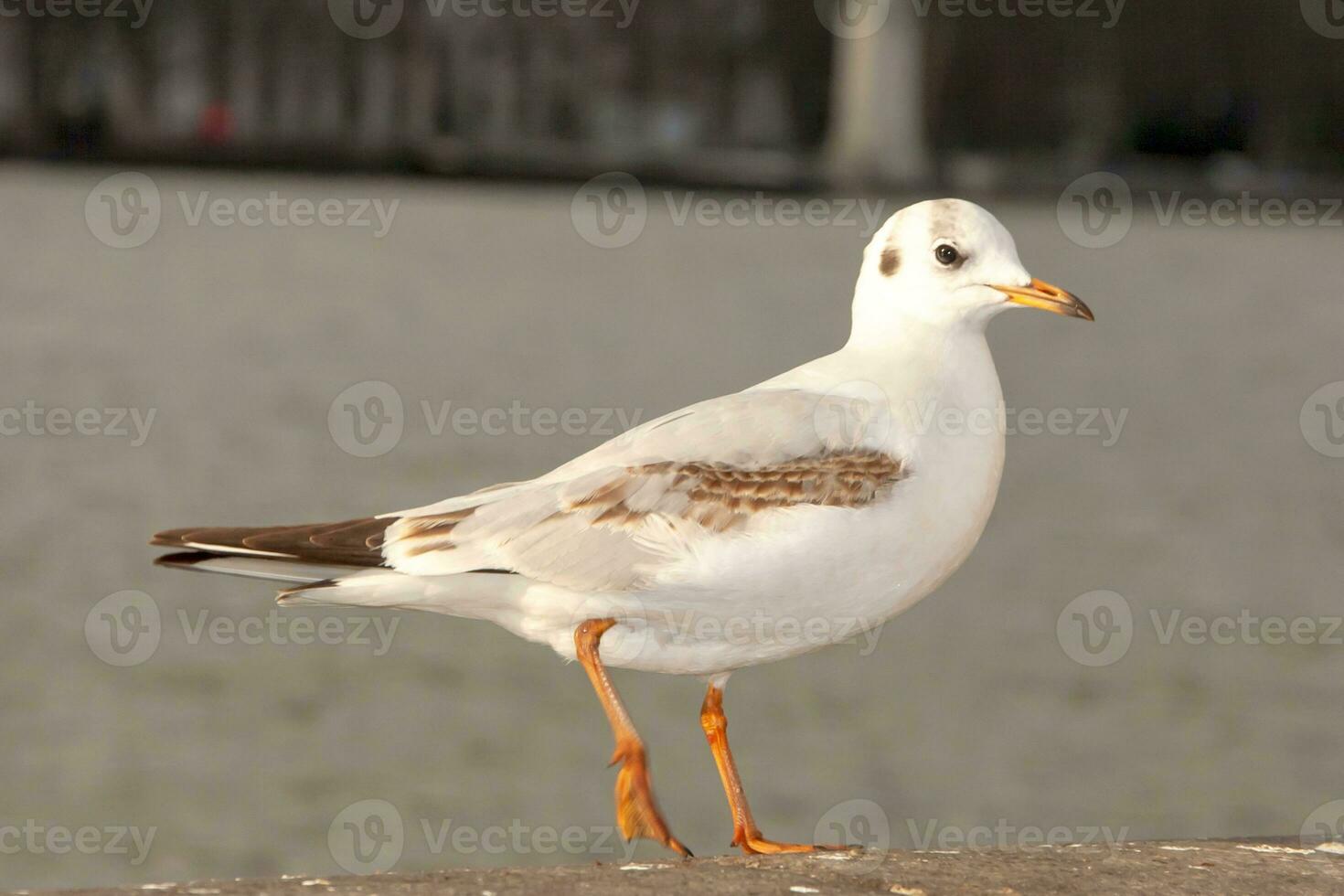 gaivota pássaro ou Ave marinha em pé pés em a Tamisa rio banco dentro Londres, fechar acima Visão do branco cinzento pássaro gaivota foto