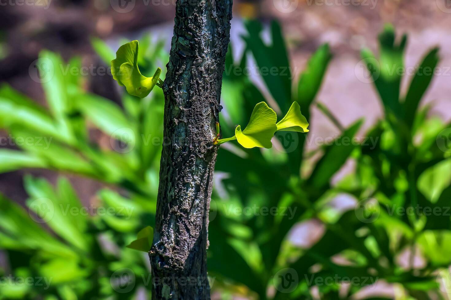 ginkgo árvore ou ginkgo biloba ou ginkgo com brilhante verde Novo folhas. foto