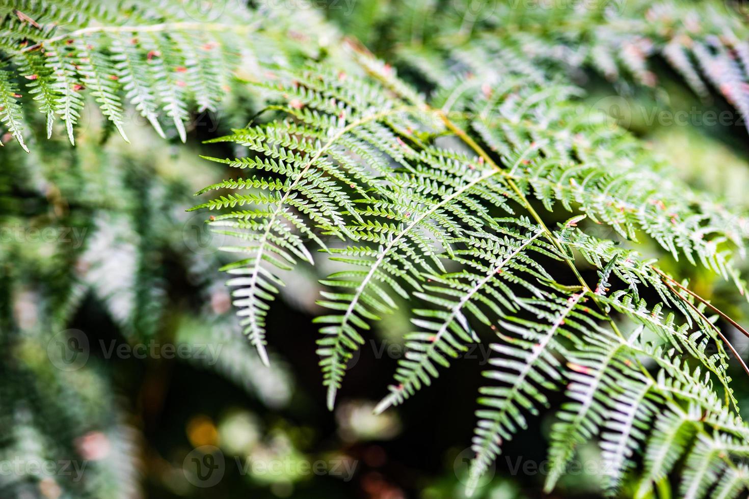 floresta de pinheiros surami com plantas de samambaia foto