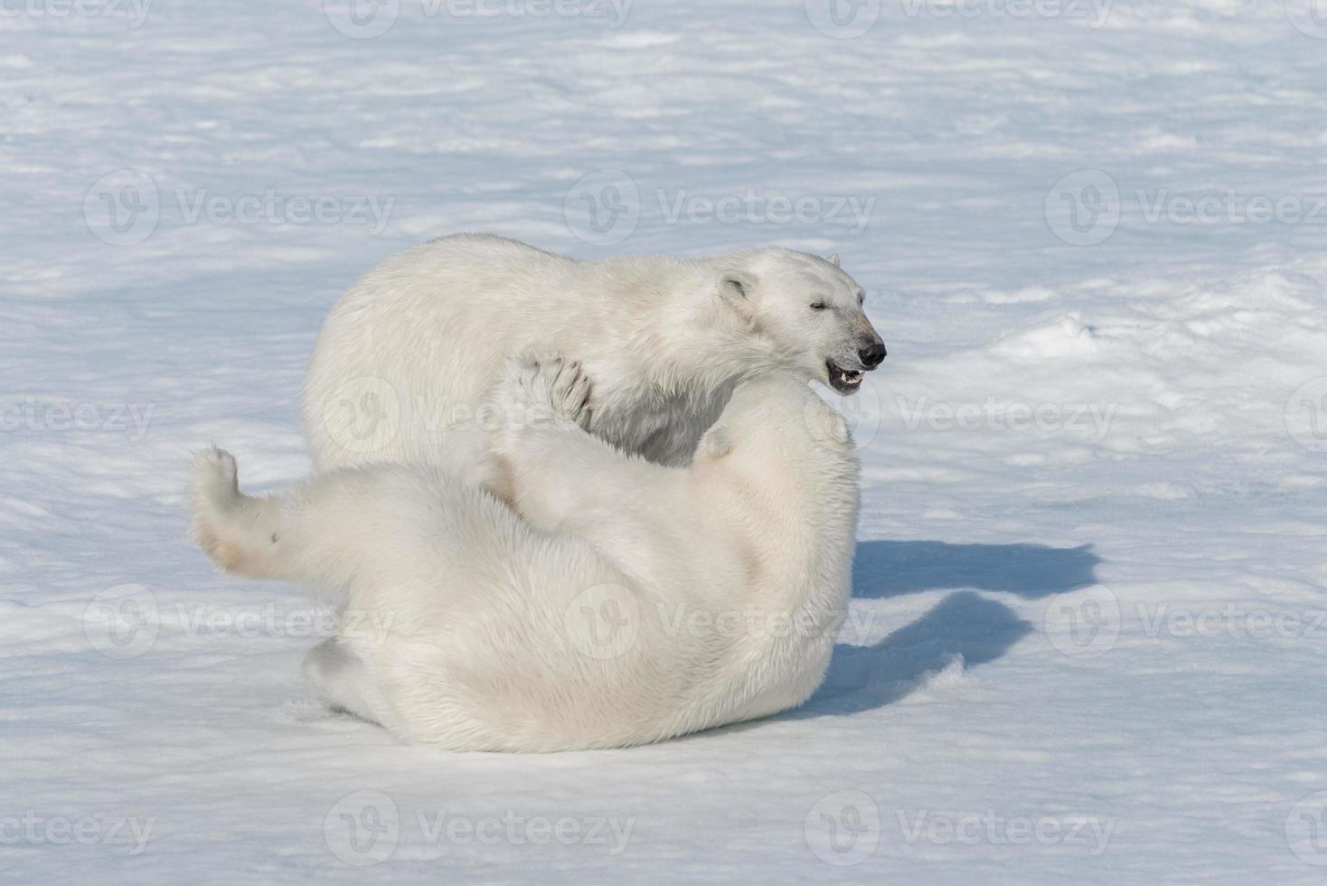 dois filhotes de urso polar selvagem brincando no gelo do mar Ártico, ao norte de svalbard foto