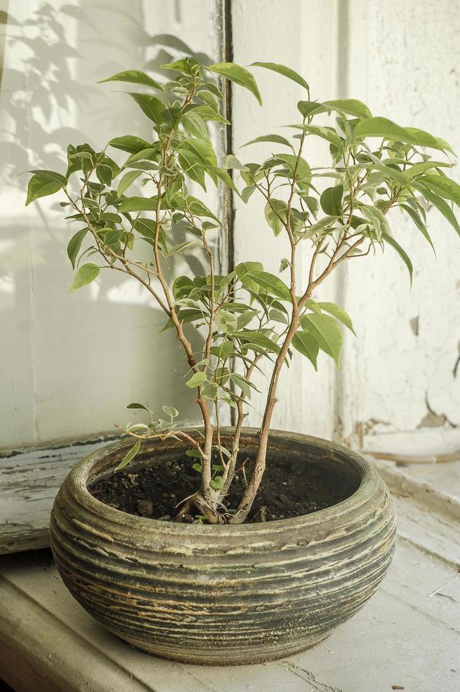 uma planta doméstica em um vaso de cerâmica no parapeito de uma janela velha foto