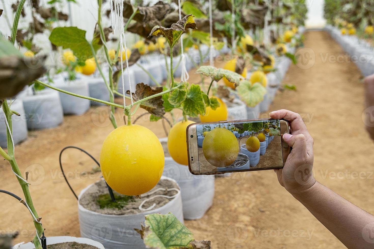 fazendeiro observando uma fotografia de melão arquivada no celular foto