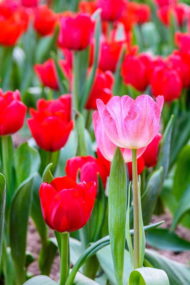 tulipas coloridas no jardim. foto