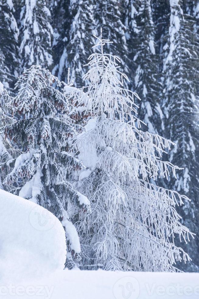 após a queda de neve. últimas luzes do crepúsculo em sappada. magia das dolomitas foto