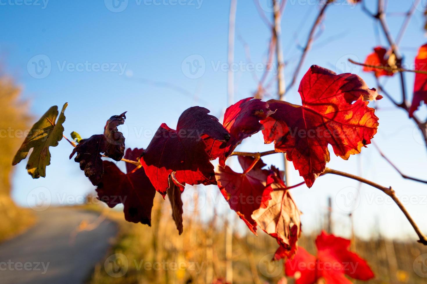 folhas laranja e vermelhas de outono foto