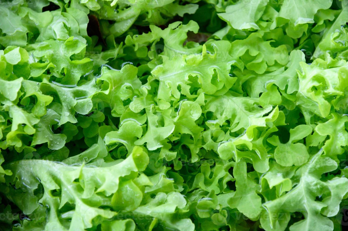 textura de folhas verdes, salada de alface lavando na água foto