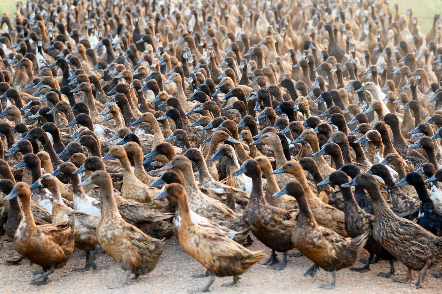 bando de patos caminhando em uma estrada de terra em uma plantação foto