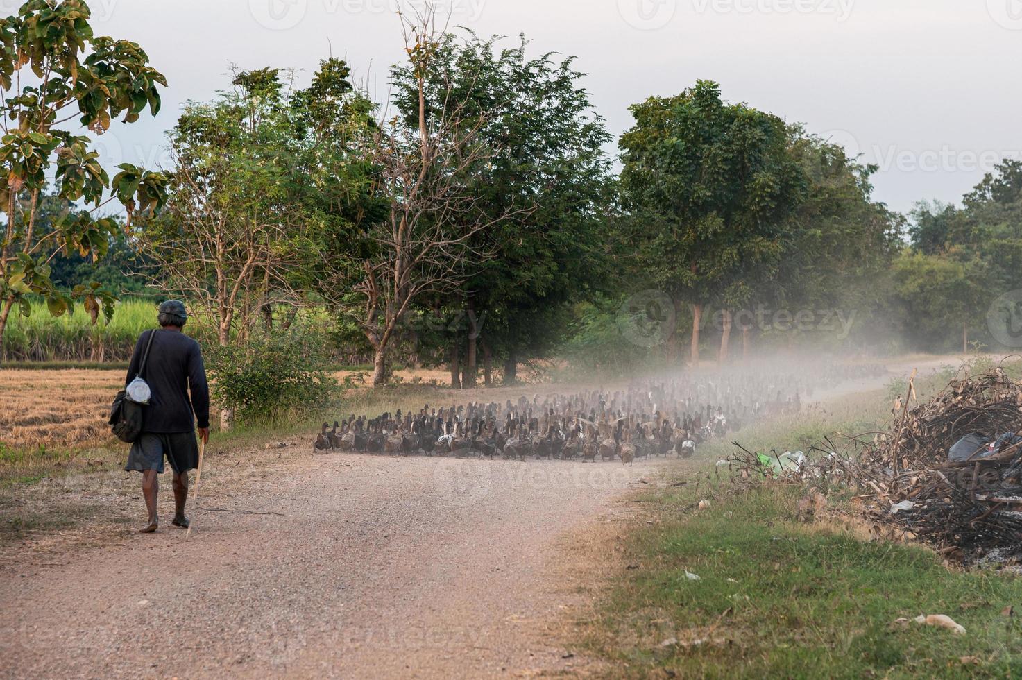 bando de patos pastando em estrada de terra foto