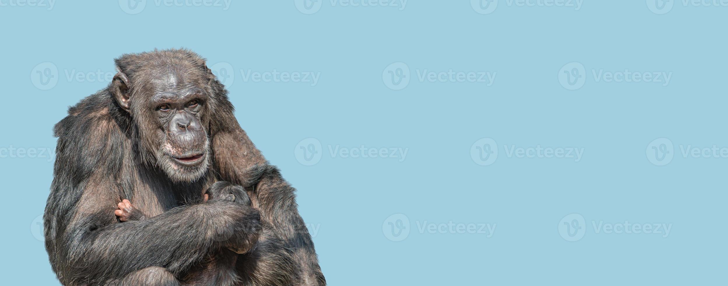 banner com um retrato de mãe chimpanzé com seu bebê fofo, closeup, detalhes com espaço de cópia e fundo sólido de céu azul. conceito de biodiversidade, cuidado animal, maternidade e conservação da vida selvagem. foto