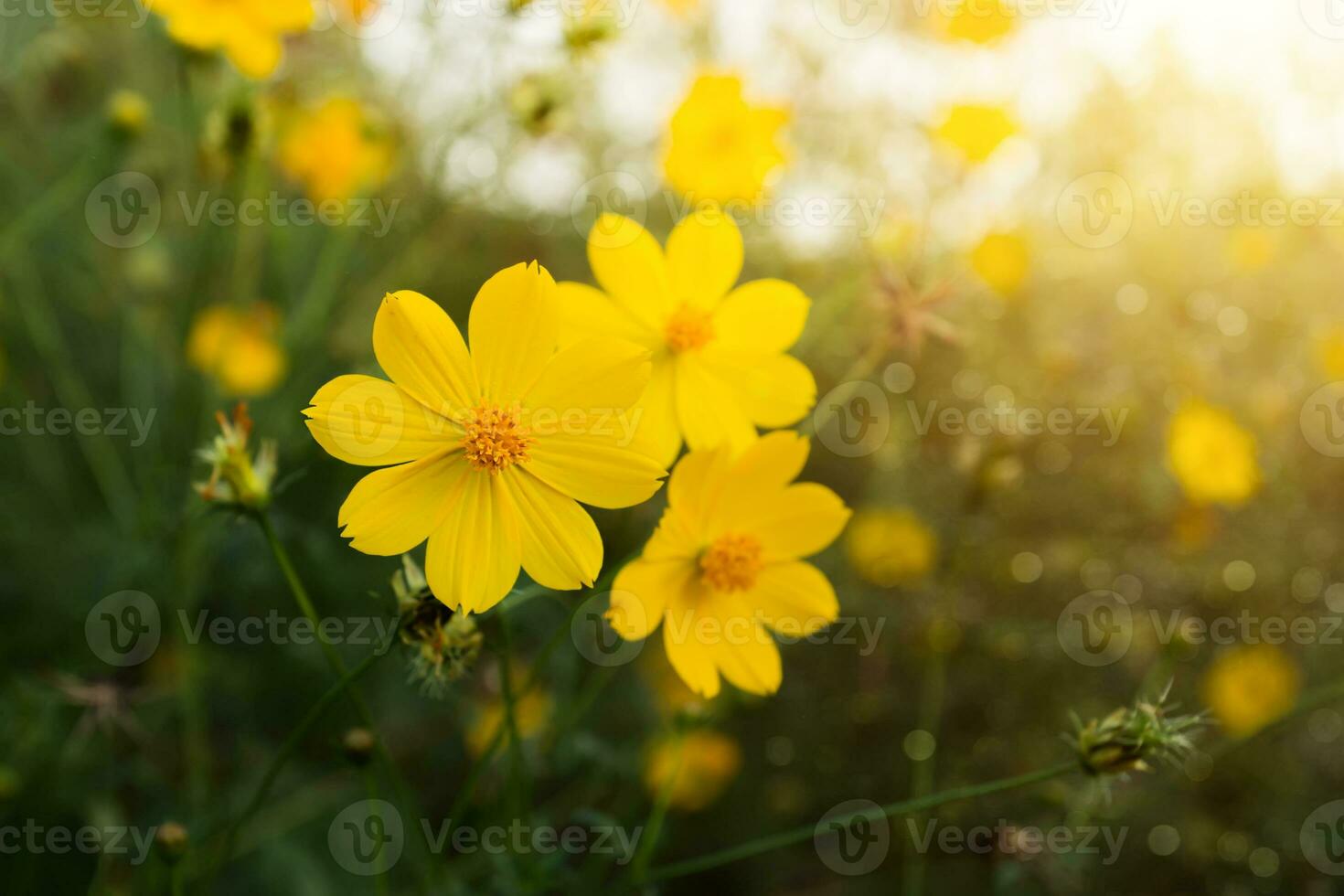 amarelo flor dentro a floresta. foto