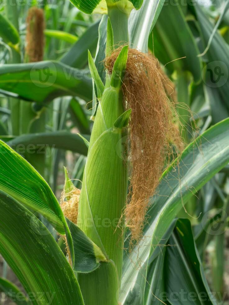 verde milho em árvore dentro a campo. foto