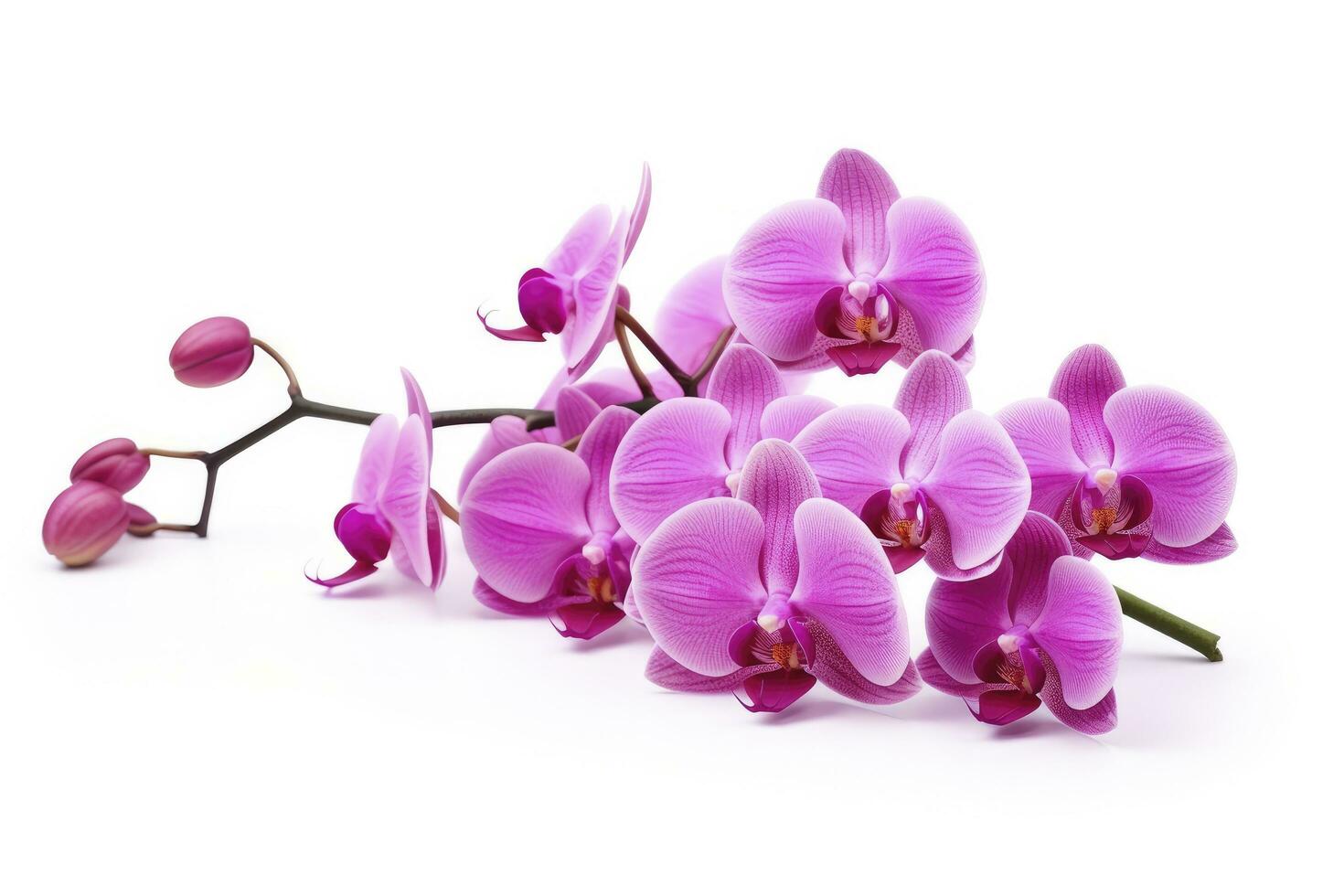 ai gerado Rosa orquídea isolado em branco fundo. ai gerado foto