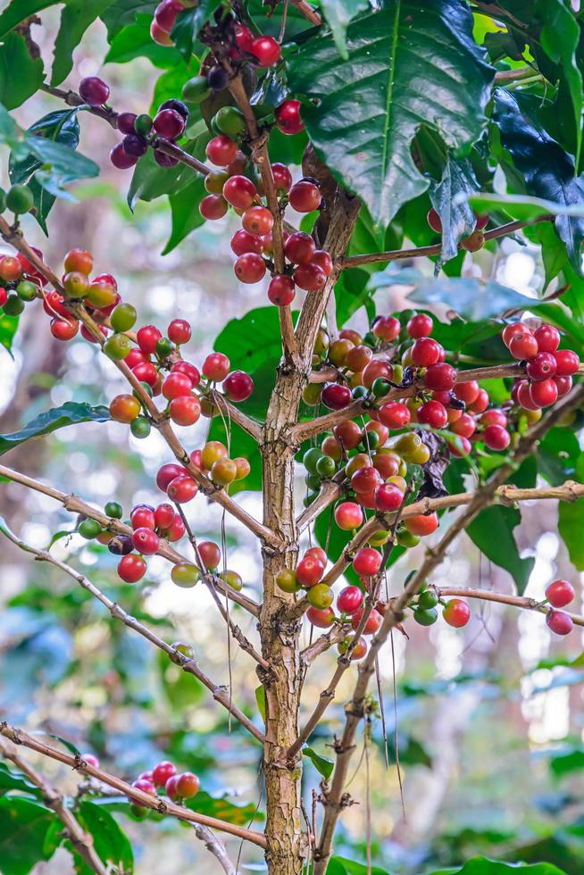 grânulos de café fresco no galho. foto