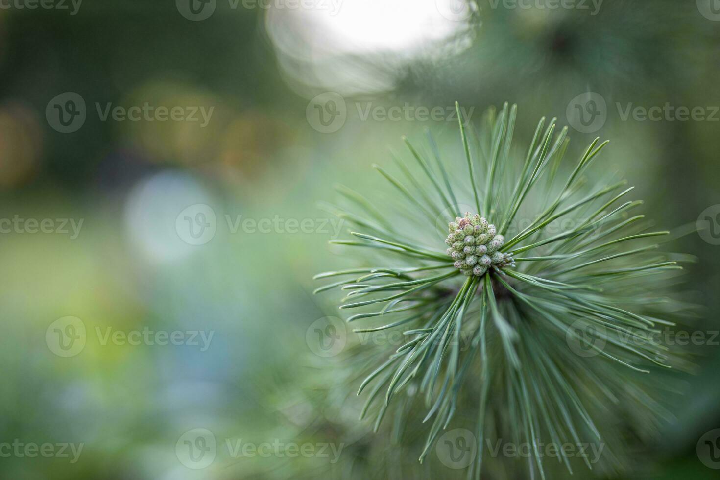 verde pinho galhos, fechar-se do sempre-verde árvore. abeto verde exuberante folhagem artístico natureza foto