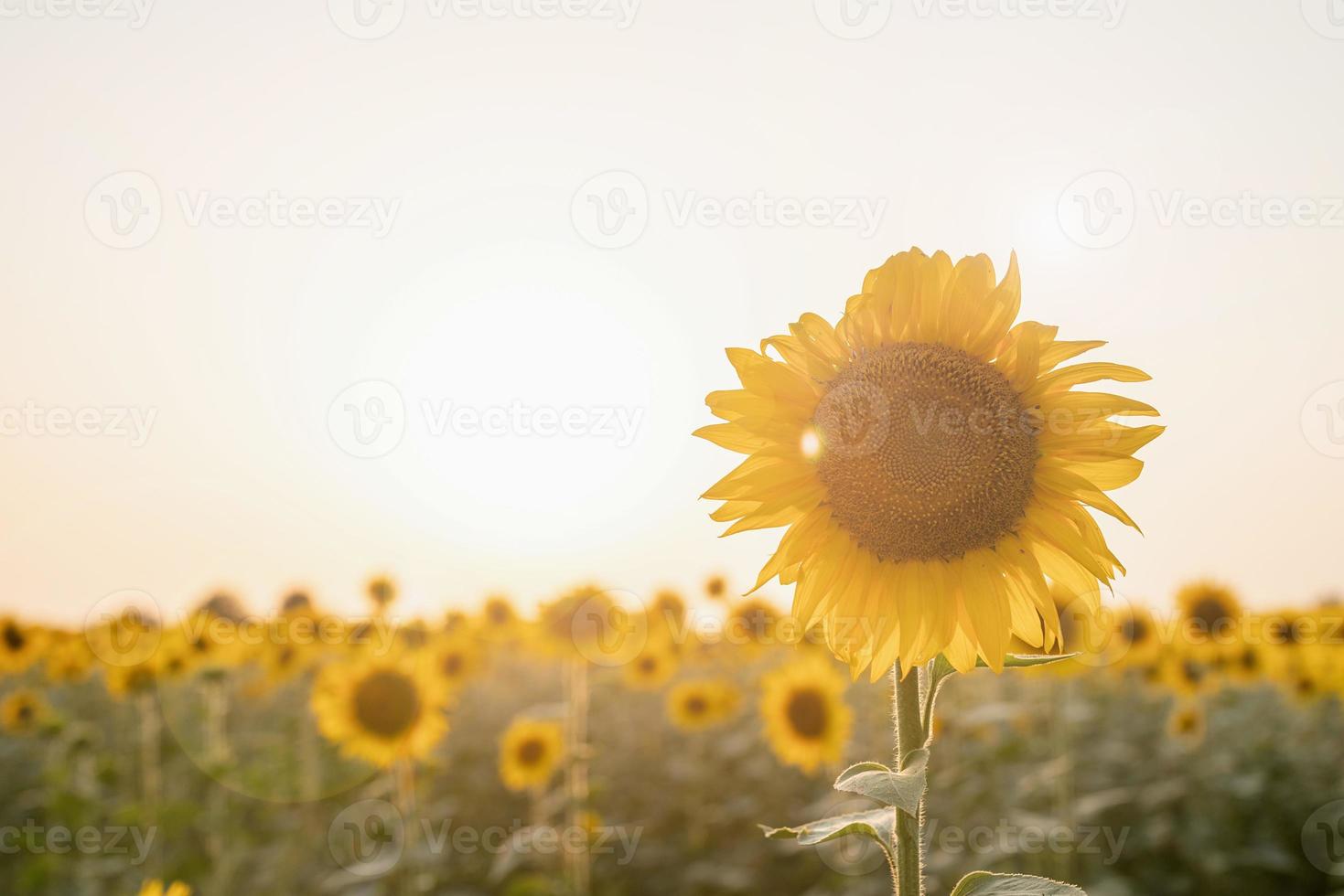 campo de girassol no pôr do sol, fundo da natureza foto